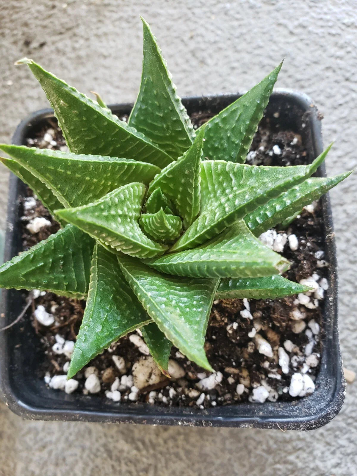 Gasteria Limifolia Plant - Large 5" Spiral Succulent - Fairy Washboard Indoor Greenery - Unique Textured Leaves