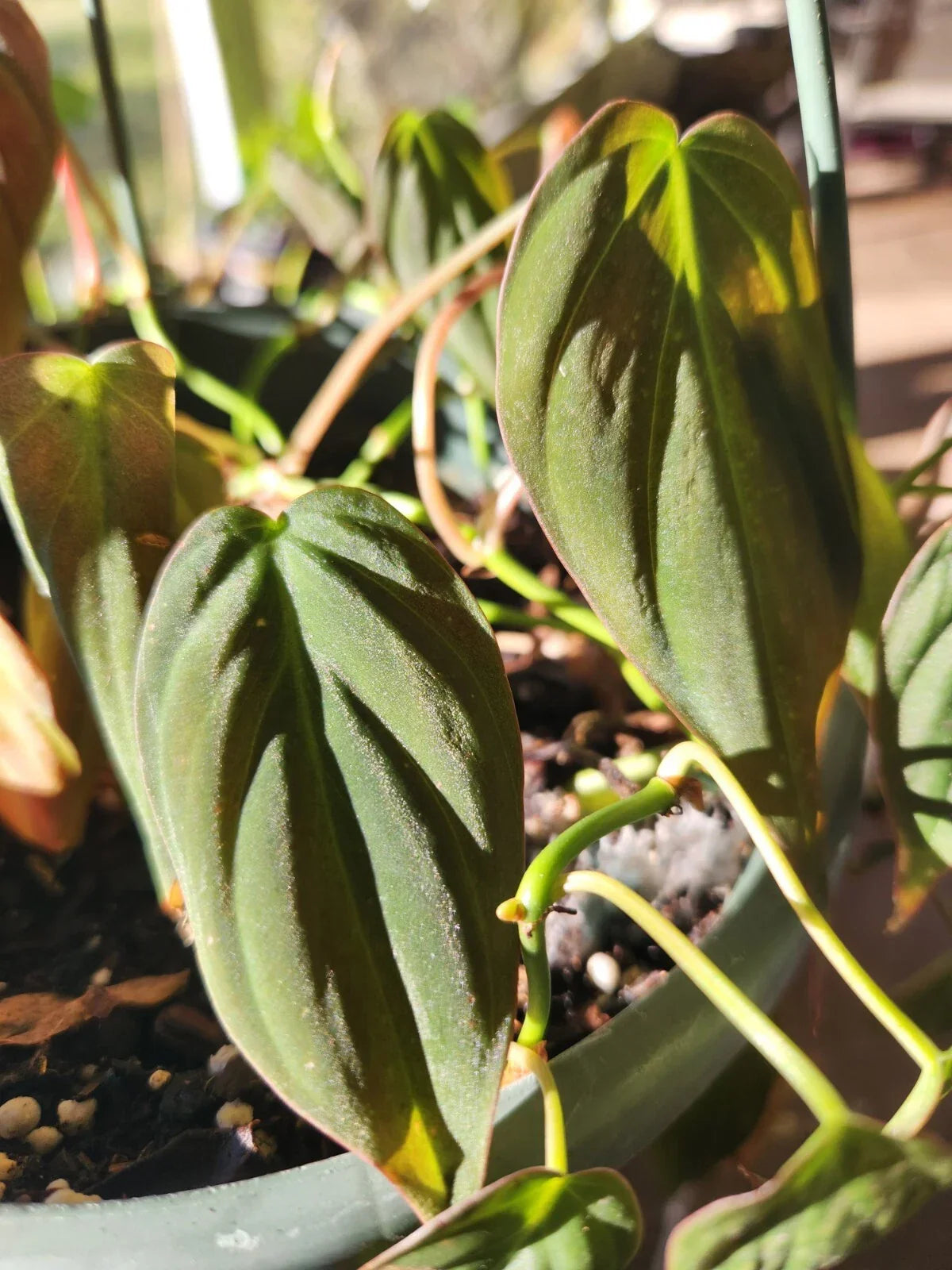 Philodendron Hederaceum Micans - 4" Velvet Leaf Plant - Trailing Houseplant - Easy Care Indoor Greenery - Perfect for Beginners