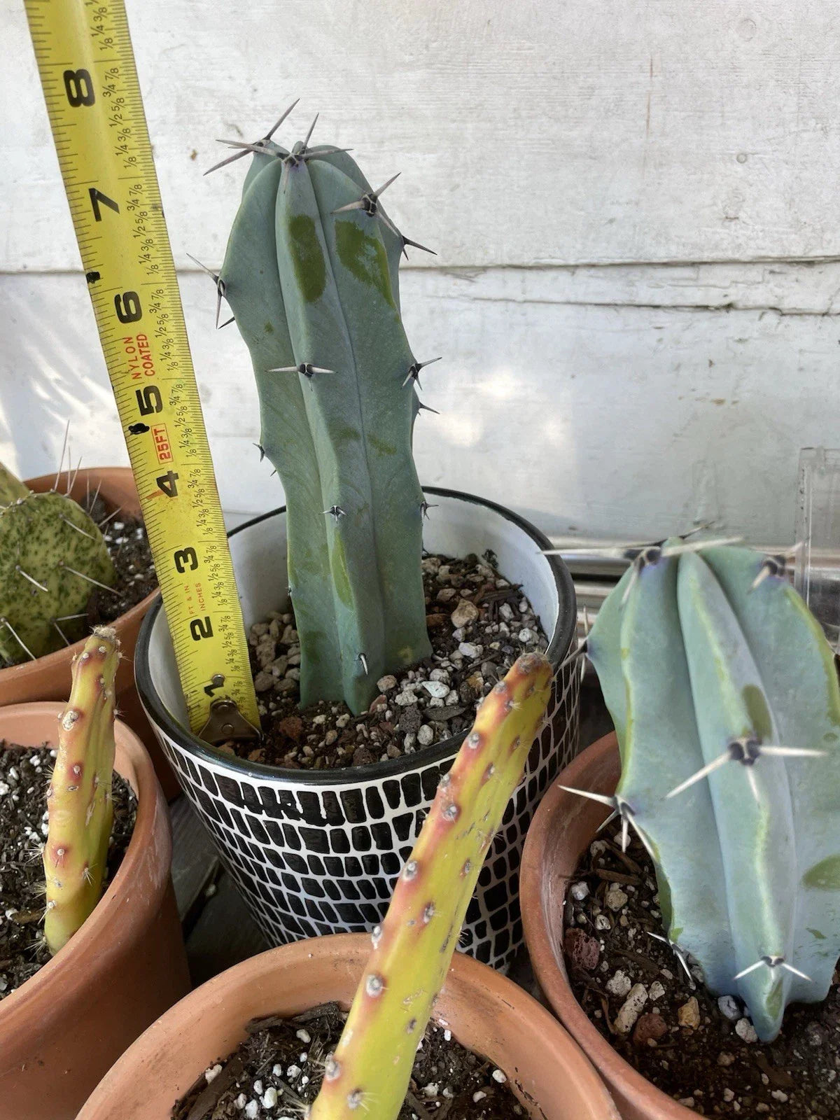 Blue Candle Cactus Cutting | Succulent Plant | Echinocereus triglochidiatus | Easy Care, Drought-Tolerant Cactus