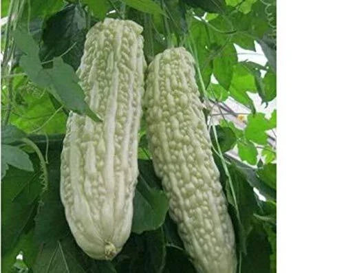 Bitter Gourd Seeds for Planting - Green or White Balsam Pear - Momordica charantia - Climbing Vine for Home Garden
