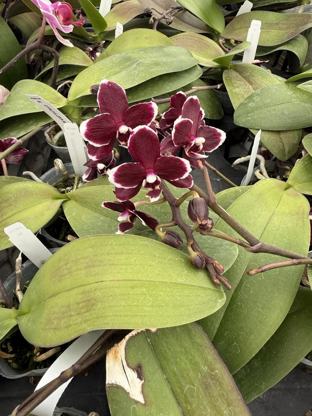 Orchid Plant Phalaenopsis 2-3" Pot Limited Edition - Colorful Indoor Flowering Houseplant, Perfect Gift
