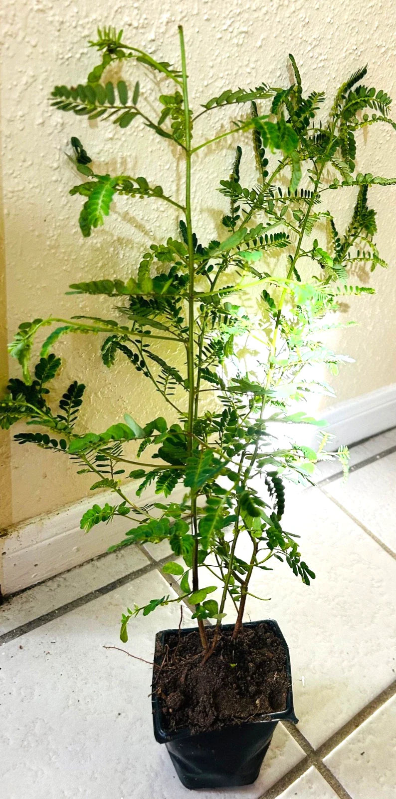 Organic Stone Breaker Plants 2X, Phyllanthus niruri, Chanca Piedra Herb, Live Plants, 14"