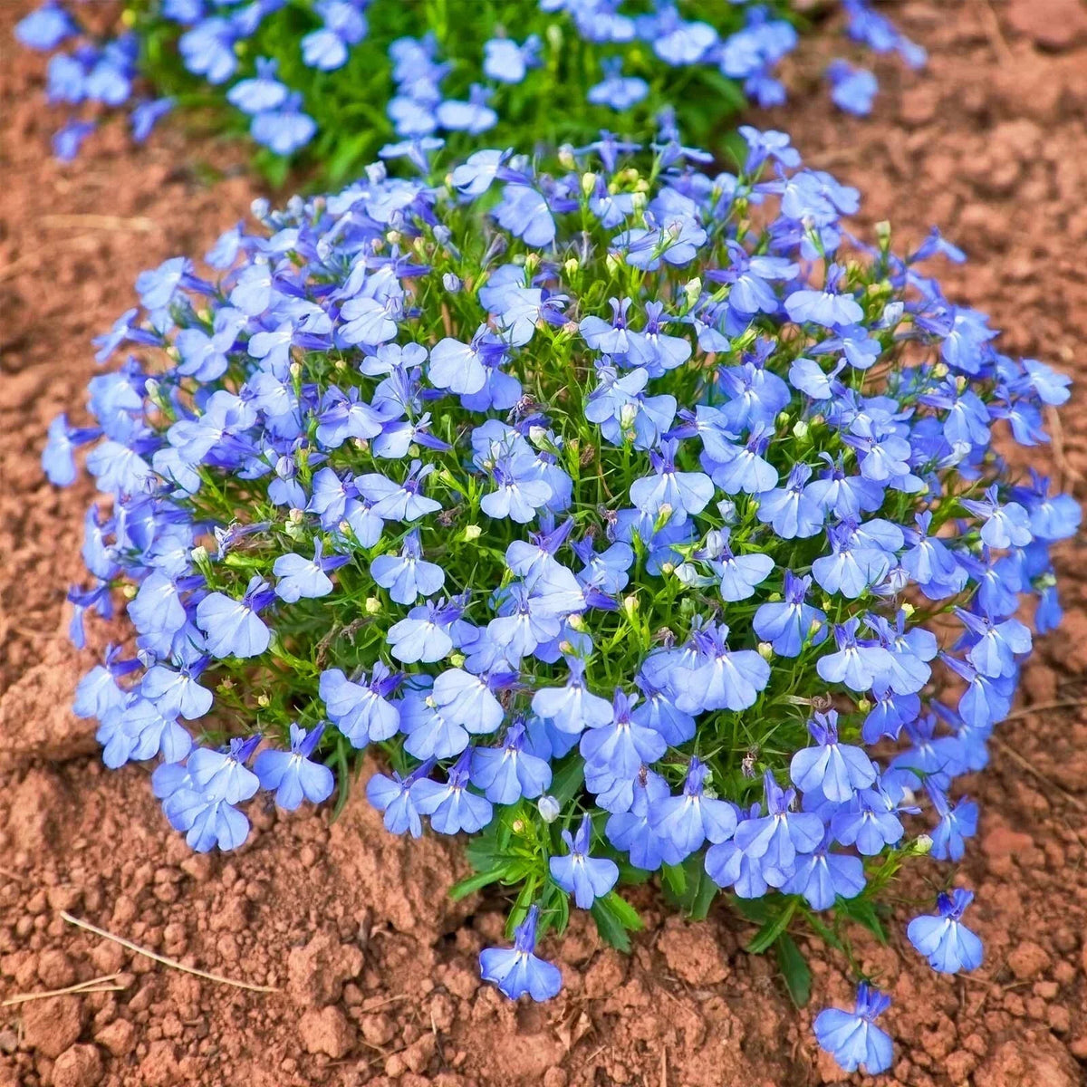 Lobelia Seeds 100 Pack Cambridge Blue Annual Flower Seeds Lobelia erinus for Containers and Borders