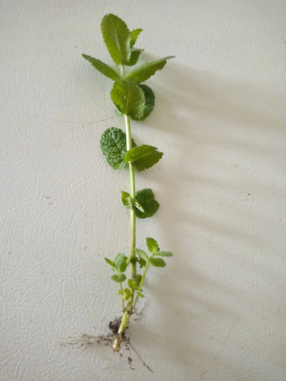 Apple Mint Cuttings - 15 Ready-to-Plant Wooly Mint Cuttings (Mentha suaveolens) - Aromatic Herb for Garden & Culinary Use