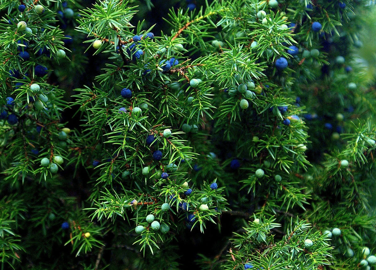 Juniper Seeds - 5+ Medicinal Seeds - One Seed Juniper (Juniperus monosperma) - Evergreen for Landscaping and Wildlife