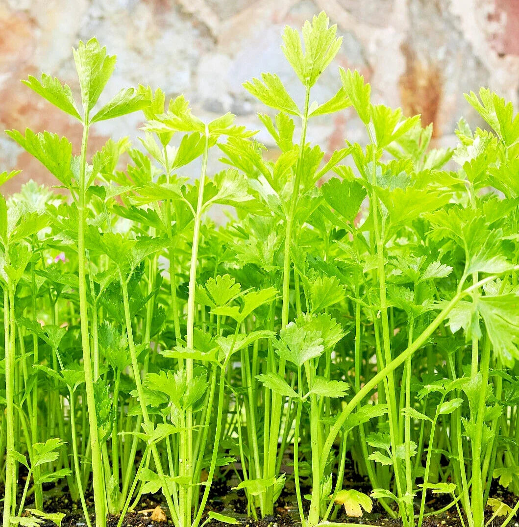Bulk Celery Seeds - 10,000+ Non-GMO Vegetable Seeds for Sprouting or Planting - Apium graveolens - Ideal for Microgreens