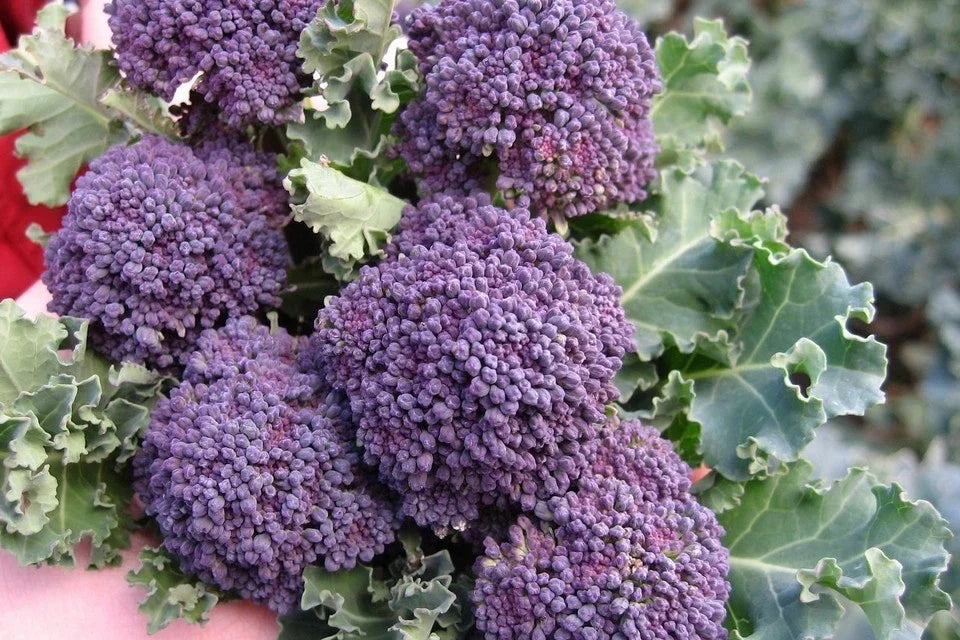 Purple Sprouting Broccoli Seeds - Non-GMO Heirloom, Brassica oleracea, Multiple Sizes Available, Free Shipping