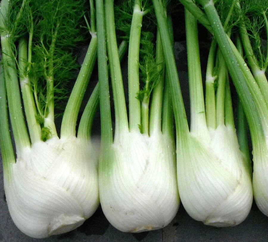 Florence Fennel Seeds - 100+ Non-GMO Seeds for Microgreens - Foeniculum vulgare var. dulce - Fresh Culinary Herb Garden