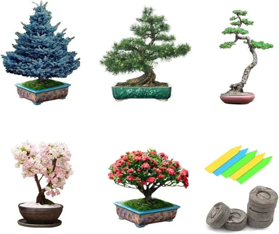 Bonsai Tree Seeds Pack 5 Varieties Non-GMO Heirloom Gardening Seeds - Various Species for Indoor/Outdoor Cultivation