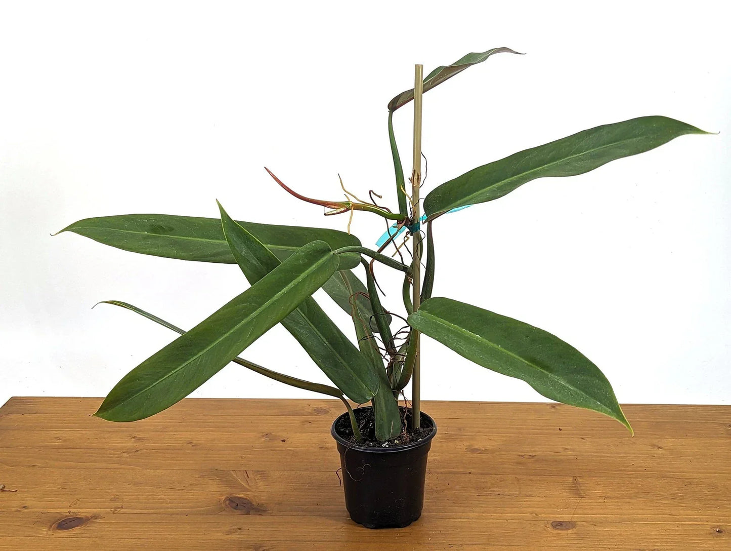Philodendron Bicolor Plant in 4 Inch Pot | Rare Aroid Indoor Greenery | Philodendron 'Bicolor' - Vibrant Green & Pink Foliage