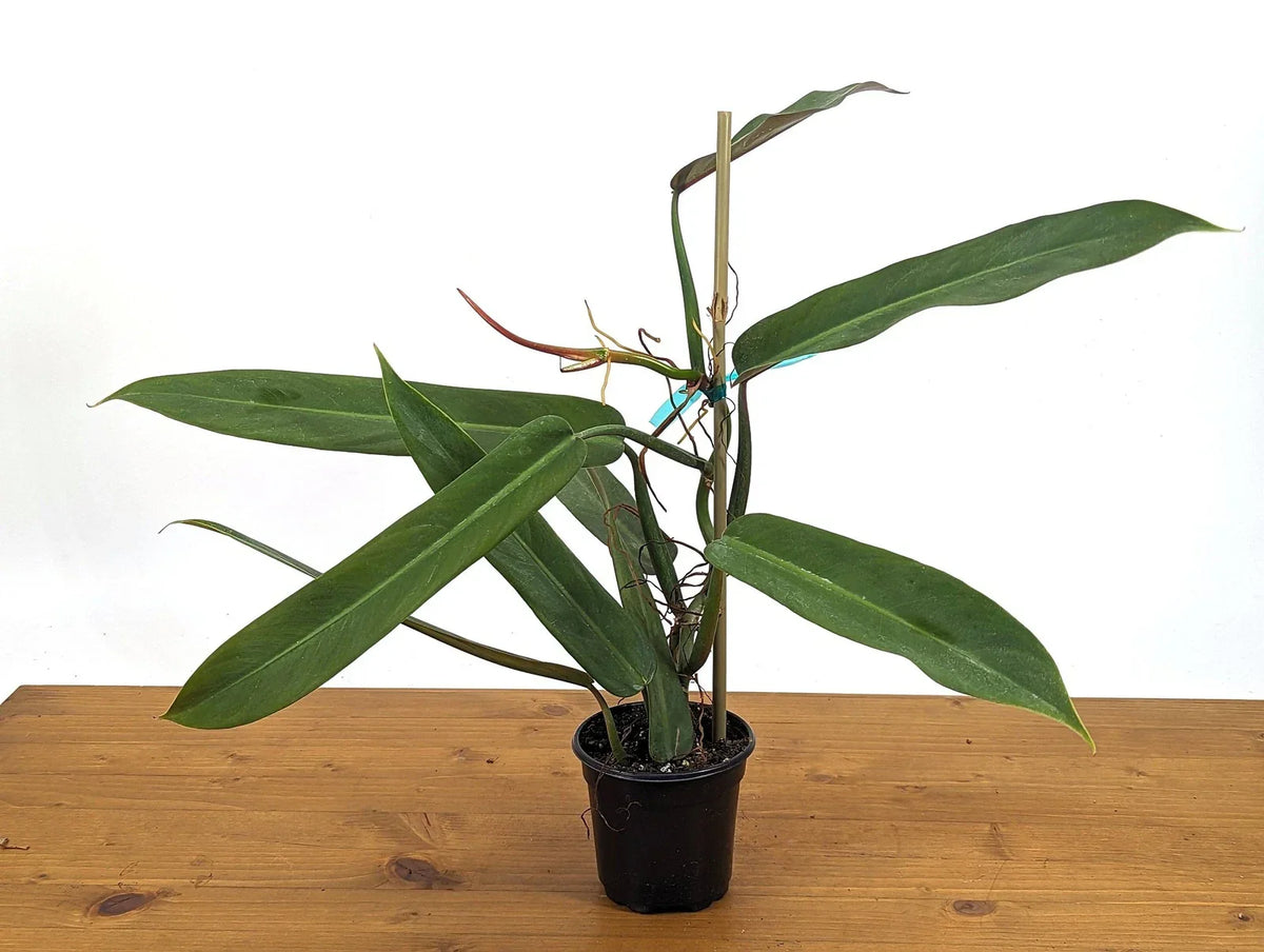 Philodendron Bicolor Plant in 4 Inch Pot | Rare Aroid Indoor Greenery | Philodendron 'Bicolor' - Vibrant Green & Pink Foliage