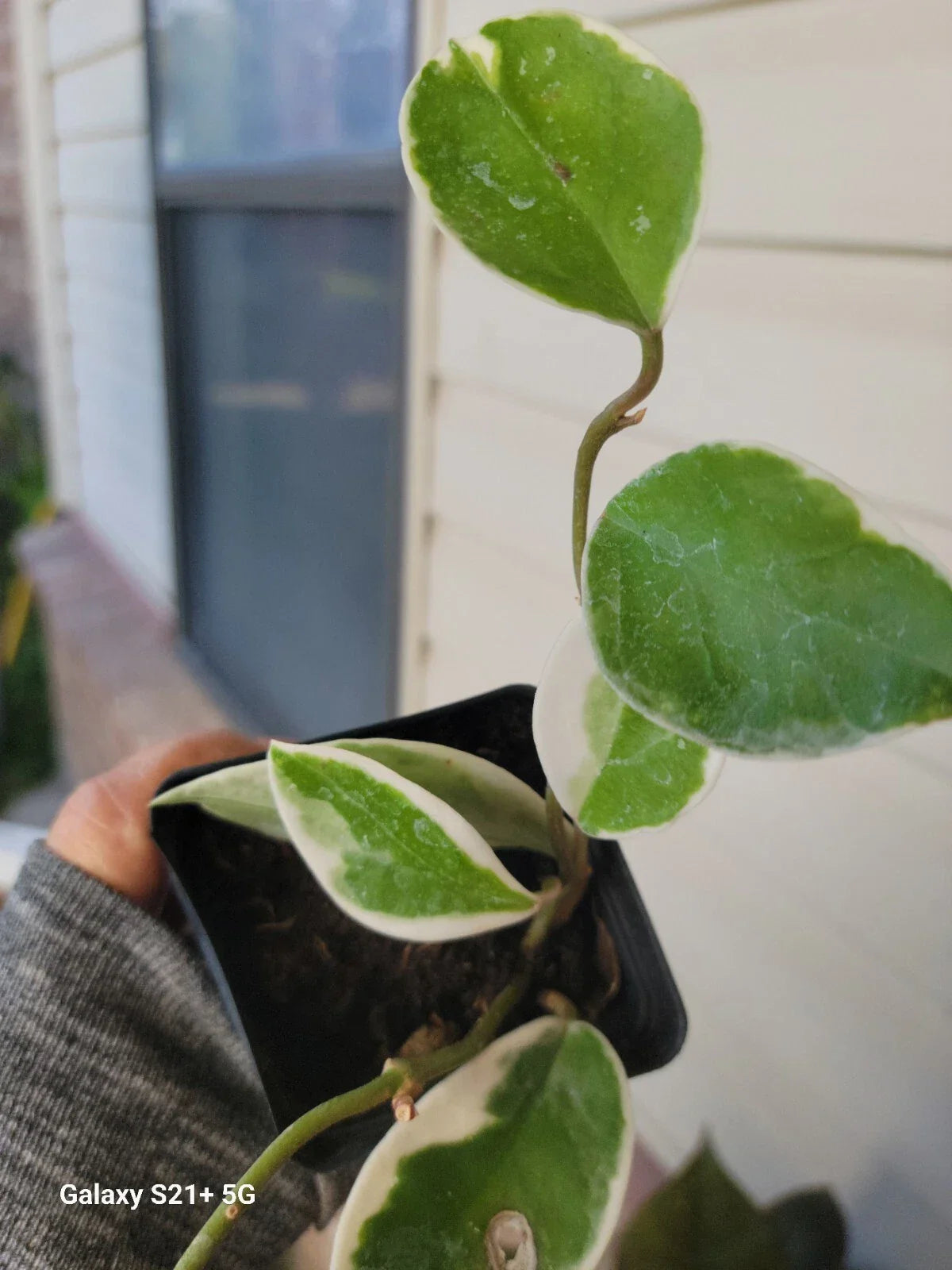 Hoya Tricolor Carnosa Krimson Queen Plant 4" Pot - Variegated Wax Houseplant, Indoor Trailing Plant, Hoya carnosa 'Krimson Queen'