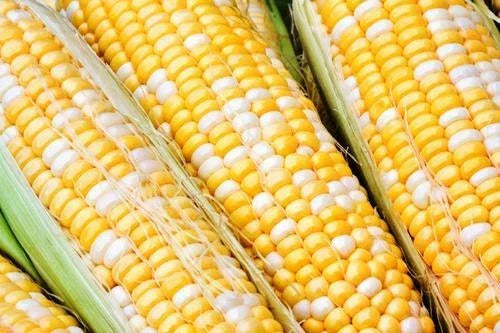 Sweet Corn Seeds - 100 Pack Temptess Variety - Organic Non-GMO - Zea mays - Perfect for Home Gardens