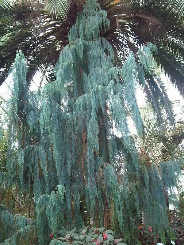 Kashmir Cypress Seeds - 30 Seeds - Cupressus cashmeriana - Hardy Evergreen Tree for Landscaping and Gardens