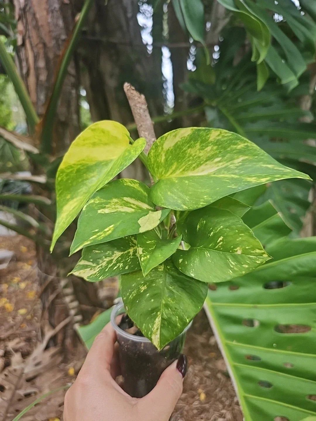 Giant Variegated Golden Pothos Plant - Starter 6-Inch - Hawaiian Climbing - Epipremnum aureum - Unique Aesthetic & Air-Purifying