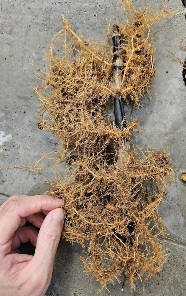 Black Bamboo Rhizomes - Bare Root, Fast Growing, Rare Black Canes, Phyllostachys nigra, Cold Hardy for Landscaping & Privacy