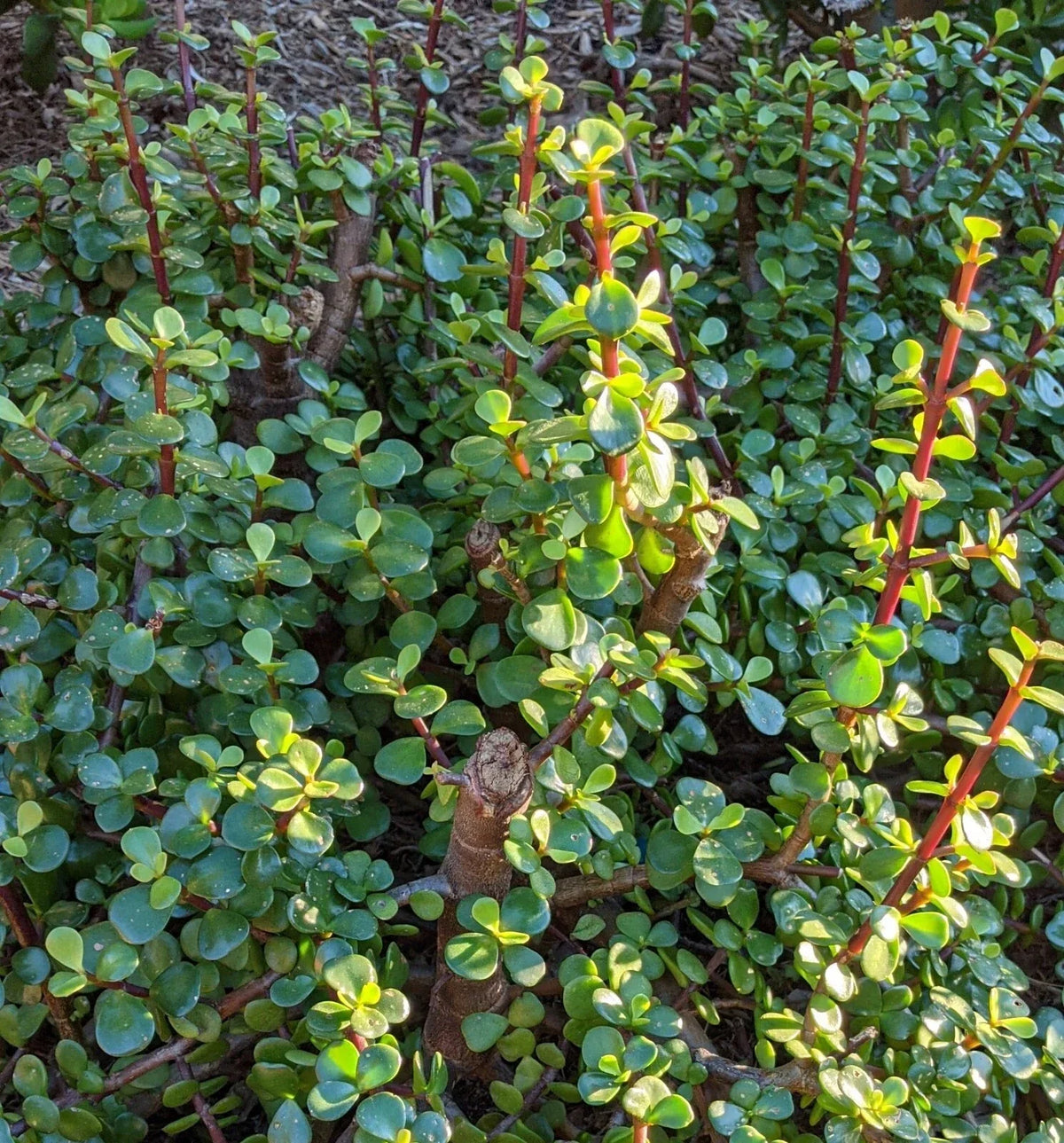 10 Cuttings Portulacaria Afra Elephant Bush Succulent Dwarf Jade Easy Care Houseplant