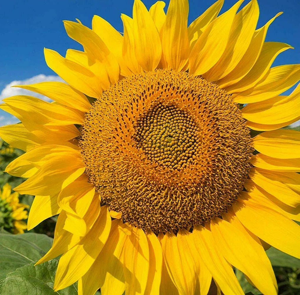 Mammoth Grey Stripe Sunflower Seeds | Giant Russian Sunflower | Helianthus annuus | 50 Seeds