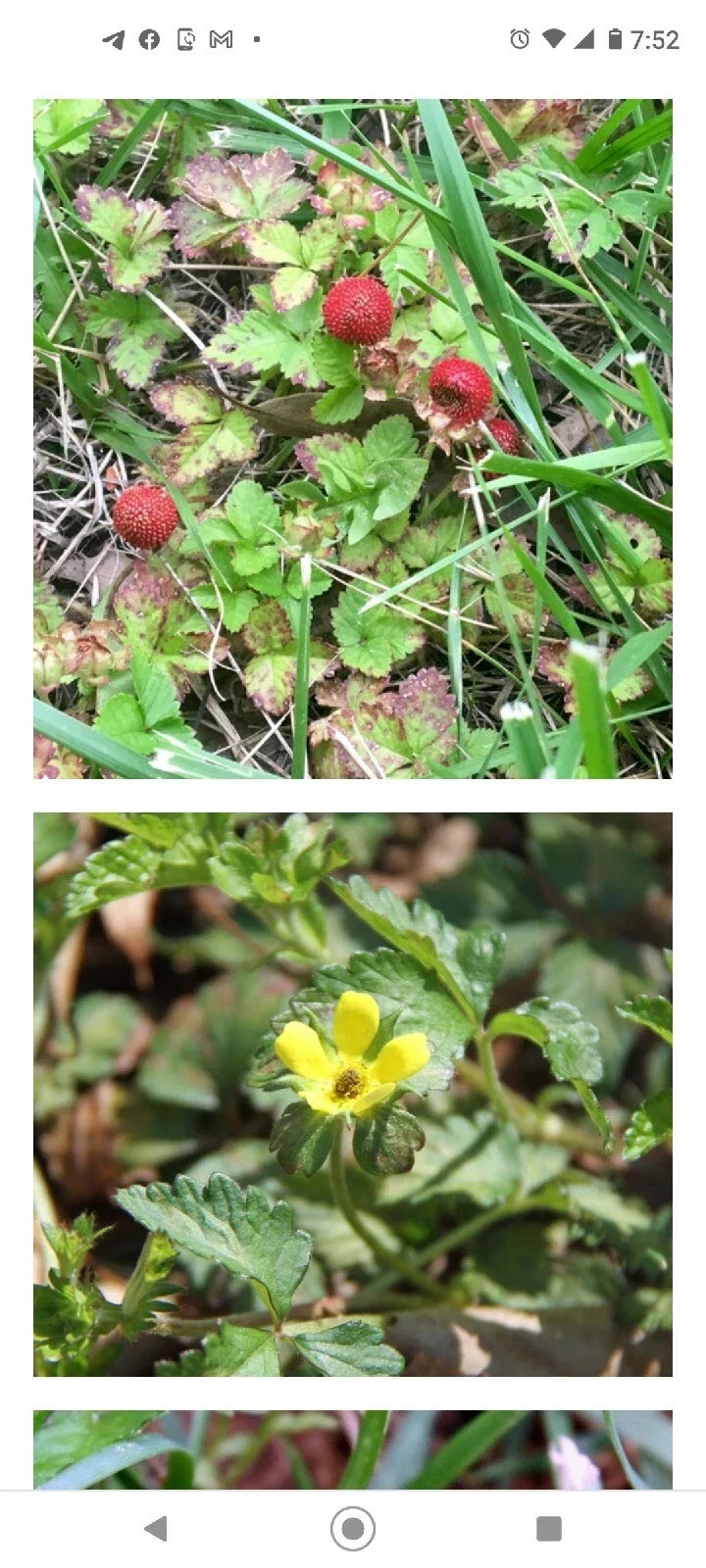 Wild Mock Strawberry Bare Root Plants 30+ Duchesnea indica Edible Leaves & Berries, Ground Cover, Medicinal Herb