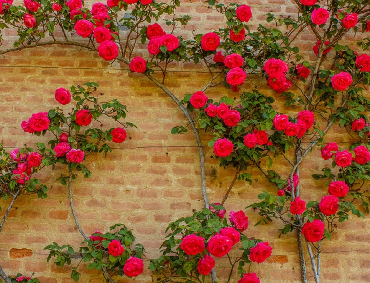 Climbing Rose Vine Seeds 50 Pack - Fragrant Blooms - Rosa spp. - Ideal for Trellises and Fences - Low Maintenance Gardening