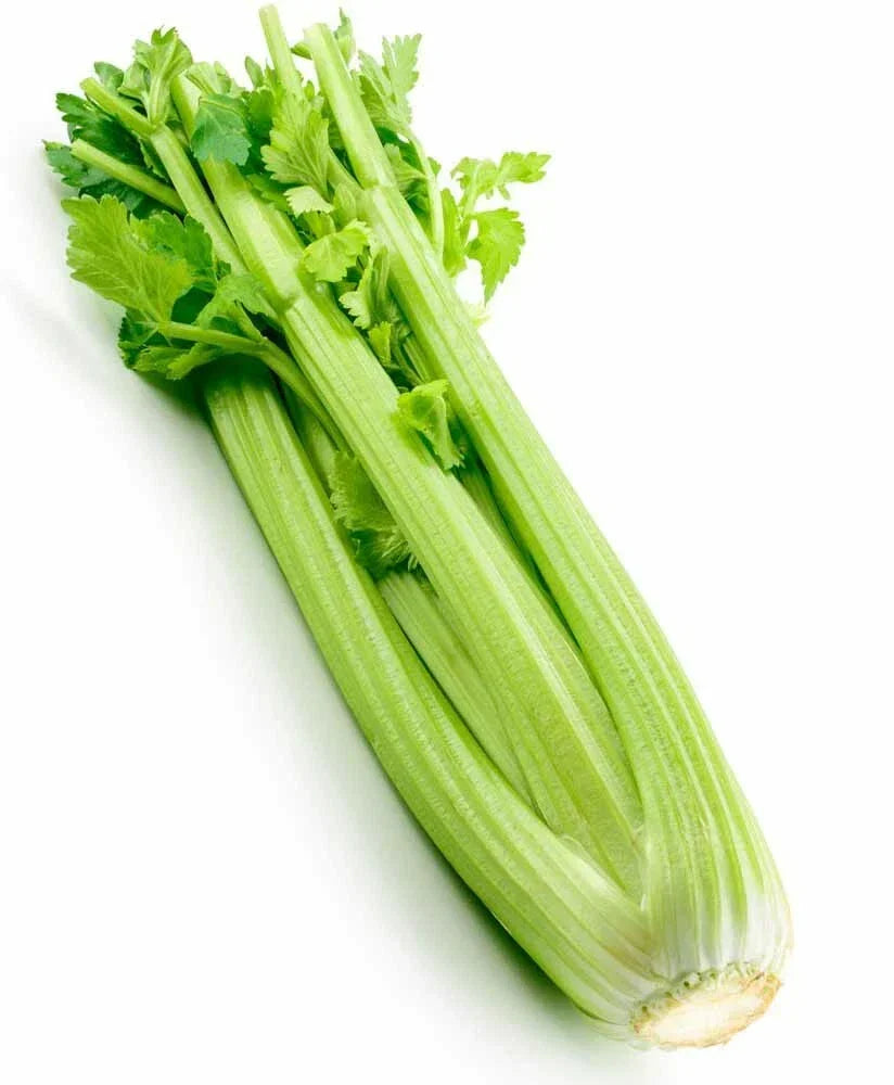 Tall Utah Celery Seeds | 2000+ Heirloom Seeds | Crisp Texture | Apium graveolens | Non-GMO, Fresh USA Gardening Supplies
