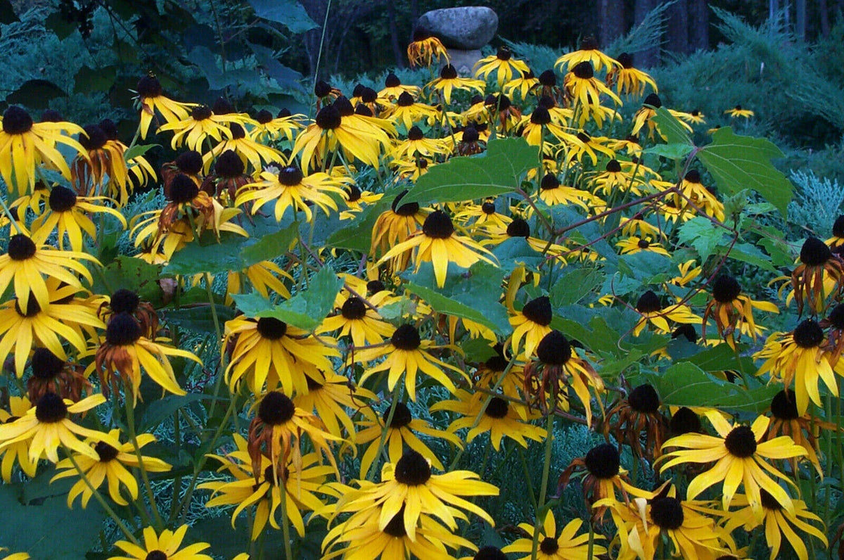 Rudbeckia Goldsturm Plants - 4 Bare Root Black Eyed Susan Perennials, Long-Blooming, Rudbeckia fulgida 'Goldsturm'