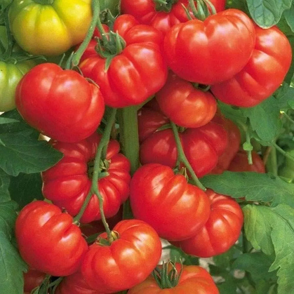 Beefsteak Tomato Seeds - 30+ Organic Heirloom Seeds - Solanum lycopersicum - Perfect for Home Gardening and Fresh Eating