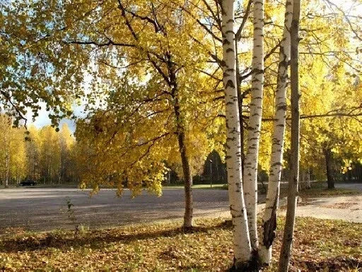 White Birch Tree Seeds - 200 Count - Autumn Yellow Foliage - Betula papyrifera - Lush Garden Enhancement