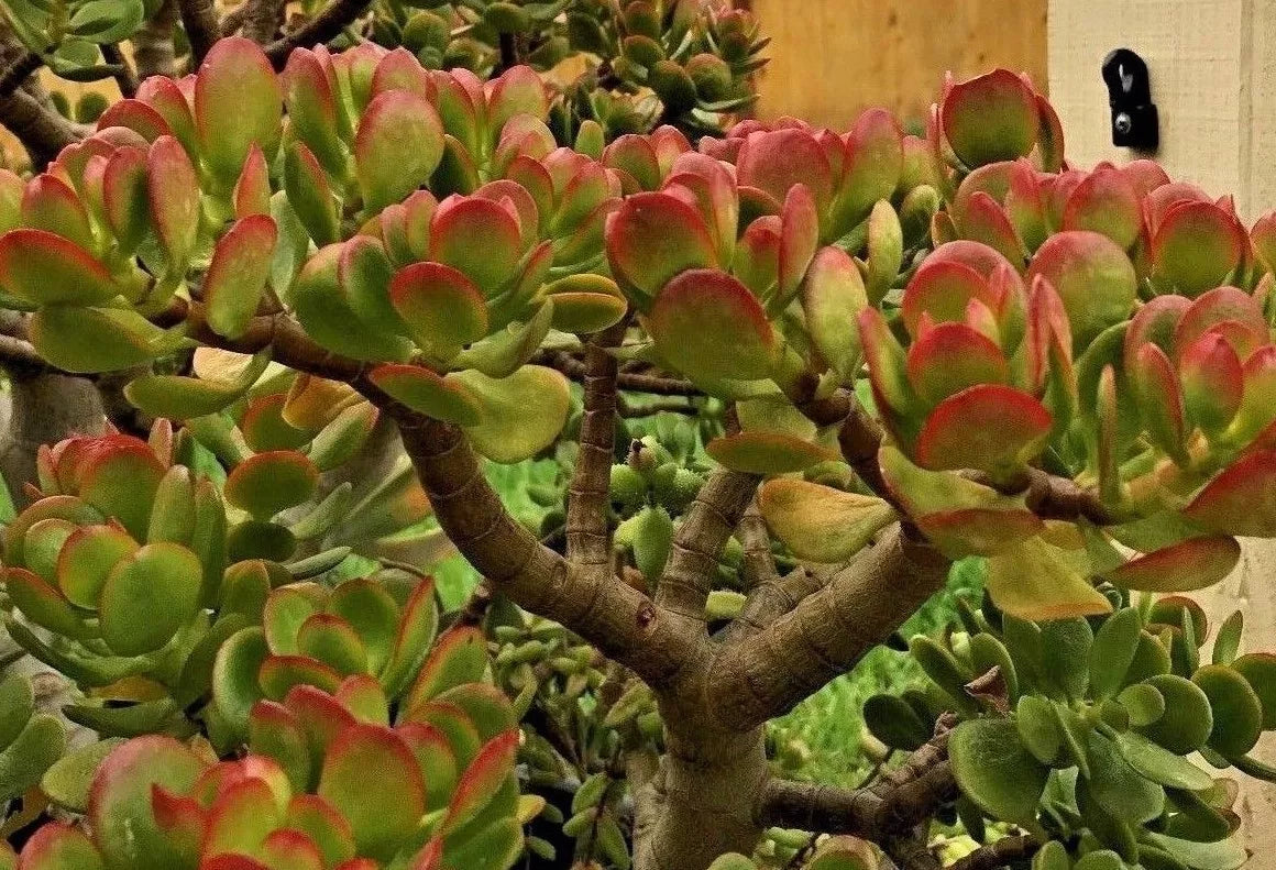 Jade Plant Cuttings - 2 Pieces, 3-5" Crassula ovata, Easy Care Succulent for Indoor Decor, Green Foliage