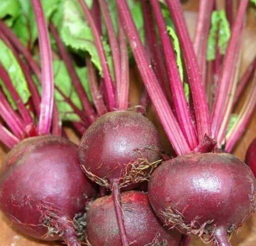 Ruby Queen Beet Seeds 100+ Count | Heirloom Root Vegetable | Beta vulgaris | Easy to Grow for Gardeners