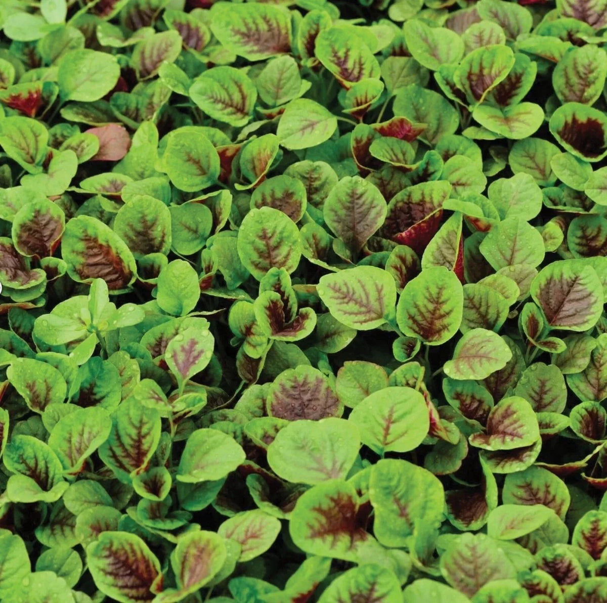 Amaranth Seeds 1000+ Count Red Striped Leaf NON GMO Amaranthus hybridus for Garden or Ornamental Use, USA Free Shipping