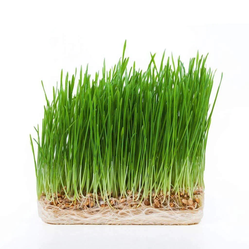 5 Gallon Hydro Wheatgrass Seeds - Certified Organic 1 LB - Triticum aestivum - Easy to Grow Superfood for Smoothies and Salads