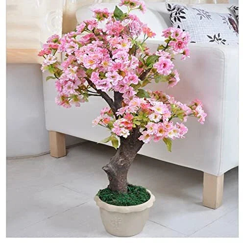 Rare Cherry Blossom Seeds - 50+ Dwarf Pink Sakura Weeping Cherry (Prunus serrulata) for Planting in Gardens and Containers