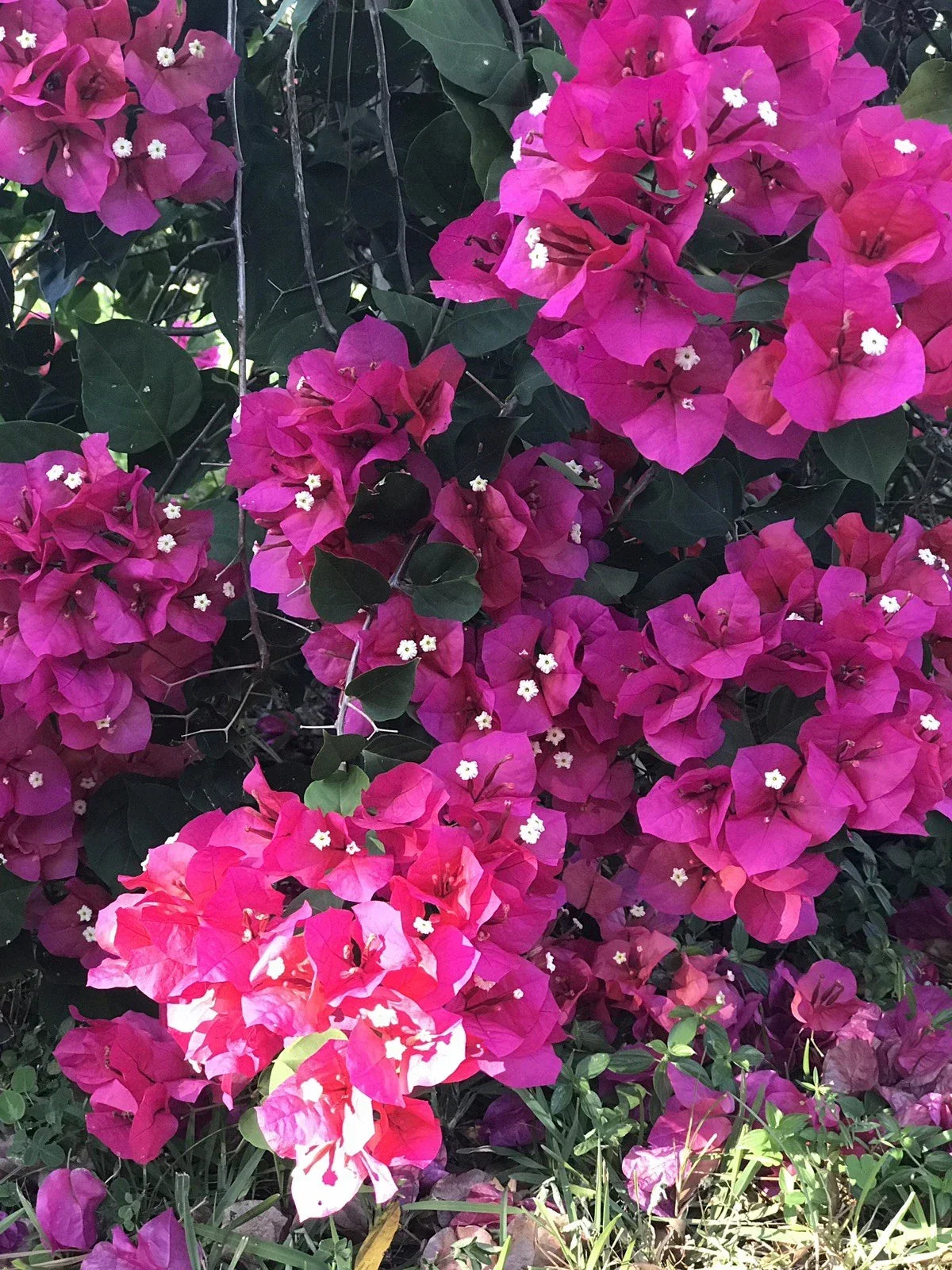 Bougainvillea Cuttings 8-Pack Fuchsia Blooms Bougainvillea spectabilis - Vibrant Climbing Vine for Garden Growth
