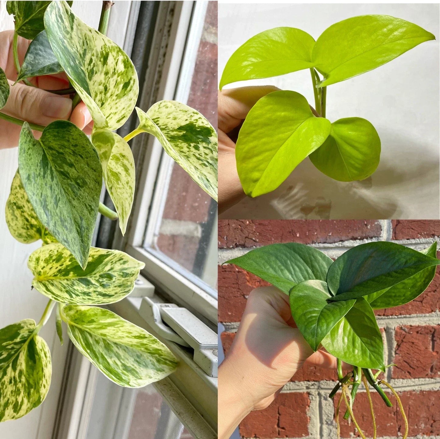 Pothos Cuttings Combo 6-Pack - Marble Queen, Lemon Neon, Jade Green - Epipremnum aureum - Indoor Plant Decor