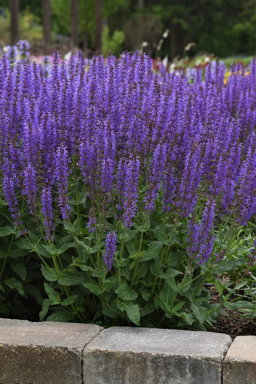 Meadow Sage Plant - Bare Root Perennial - Purple Flowers - Salvia nemorosa 'Blue By You' - Hardy Zones 4-9