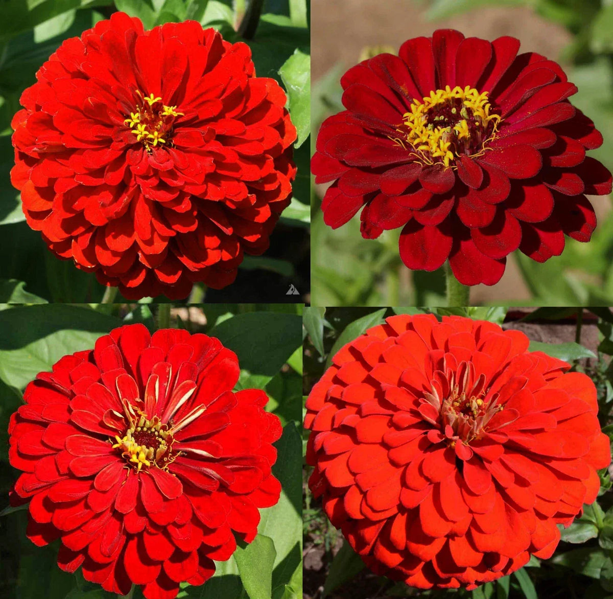 Zinnia Seeds Bulk 500 Count Hummingbird Reds Heirloom Non-GMO Zinnia elegans for Butterflies and Gardens