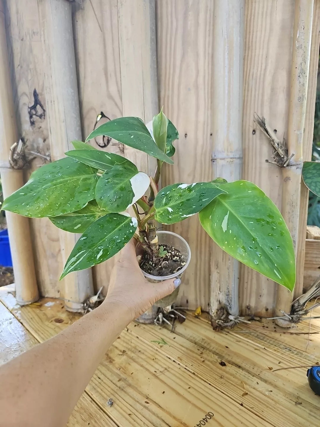 White Princess Philodendron Plant - Highly Variegated with Pup - Philodendron 'White Princess' - Rare Indoor Houseplant