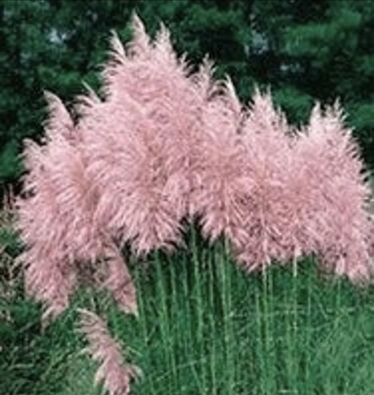 Pampas Grass Plugs 3 Pack Pink Variety Cortaderia selloana - Ornamental Drought-Tolerant Grasses for Landscaping