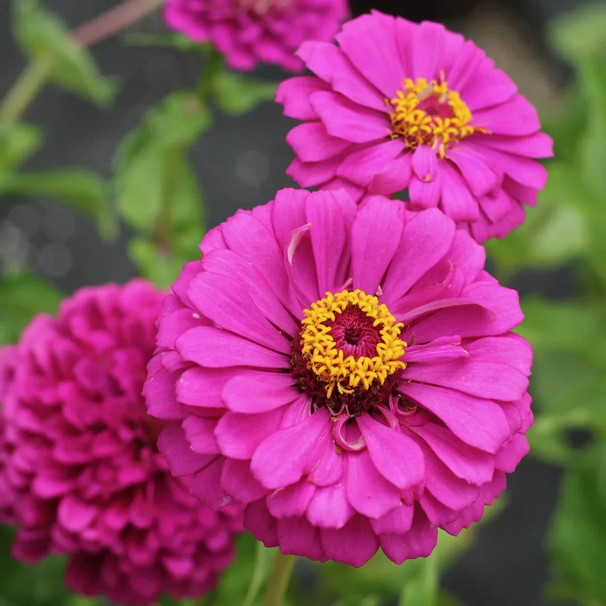 Violet Queen Zinnia Seeds 100+ Pack - Zinnia elegans - USA Grown Non-GMO Annual Flower Seeds for Vibrant Garden Blooms