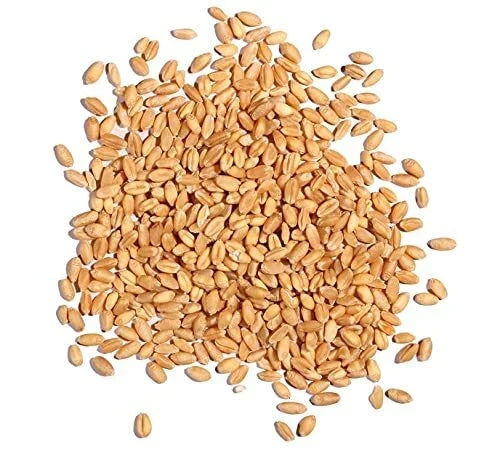 Wheat Berries 5 Pounds Hard Red Winter Triticum aestivum Farm Fresh Non-GMO Whole Grain Cooking Baking