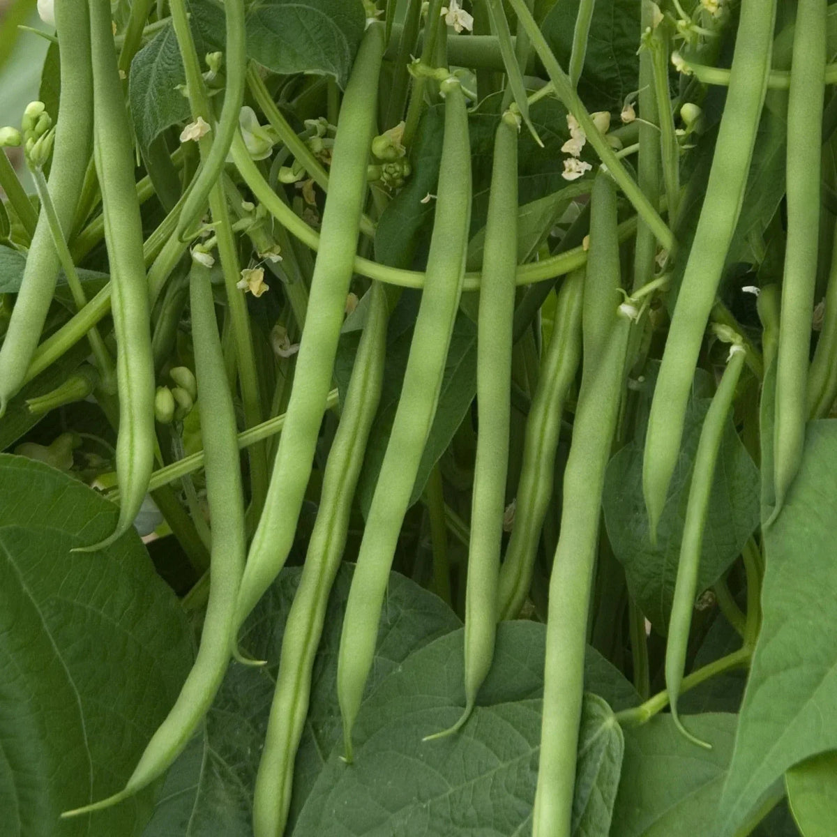Contender Green Bean Seeds - 30+ Count - Heirloom Vegetable Seeds - Phaseolus vulgaris - Non-GMO for Home Gardens