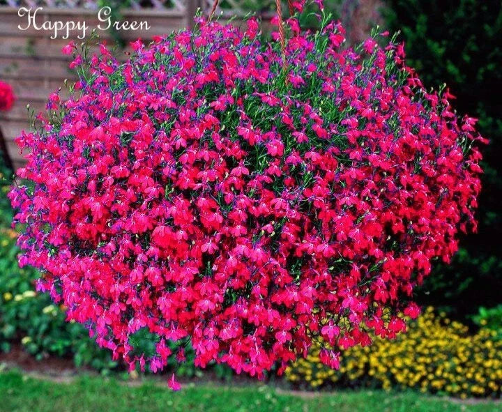 Lobelia Seeds 100 oz Carmine Beauty Cascade Vibrant Flower Seeds Lobelia erinus for Hanging Baskets and Containers
