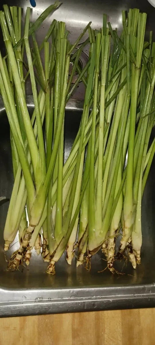 Organic Lemongrass Stalks - 6 Fully Rooted Plants for Gardening - Cymbopogon citratus - Culinary Herb for Fresh Flavor