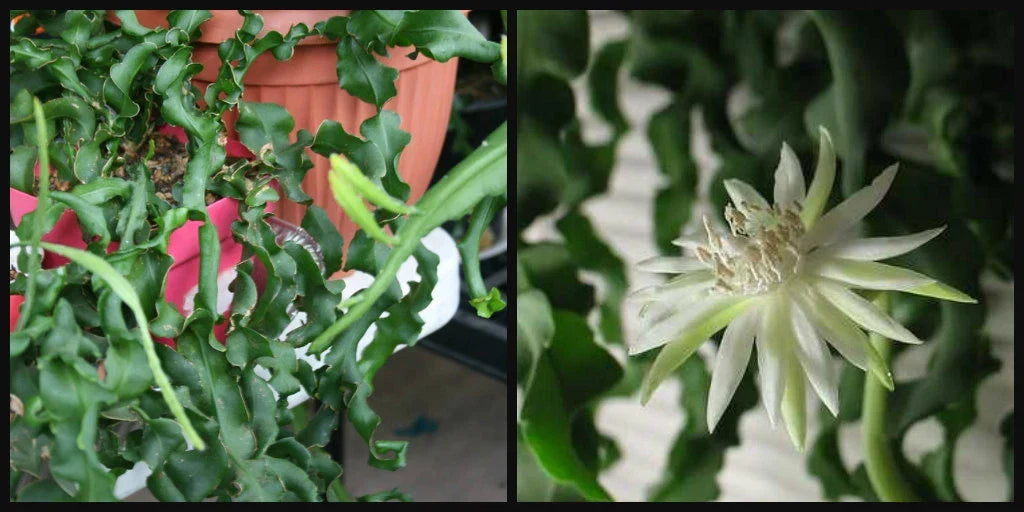 Epiphyllum Cutting 12" Guatemalense Monstrose Curly Locks Orchid Cactus - Epiphyllum guatemalense, Unique Indoor Plant