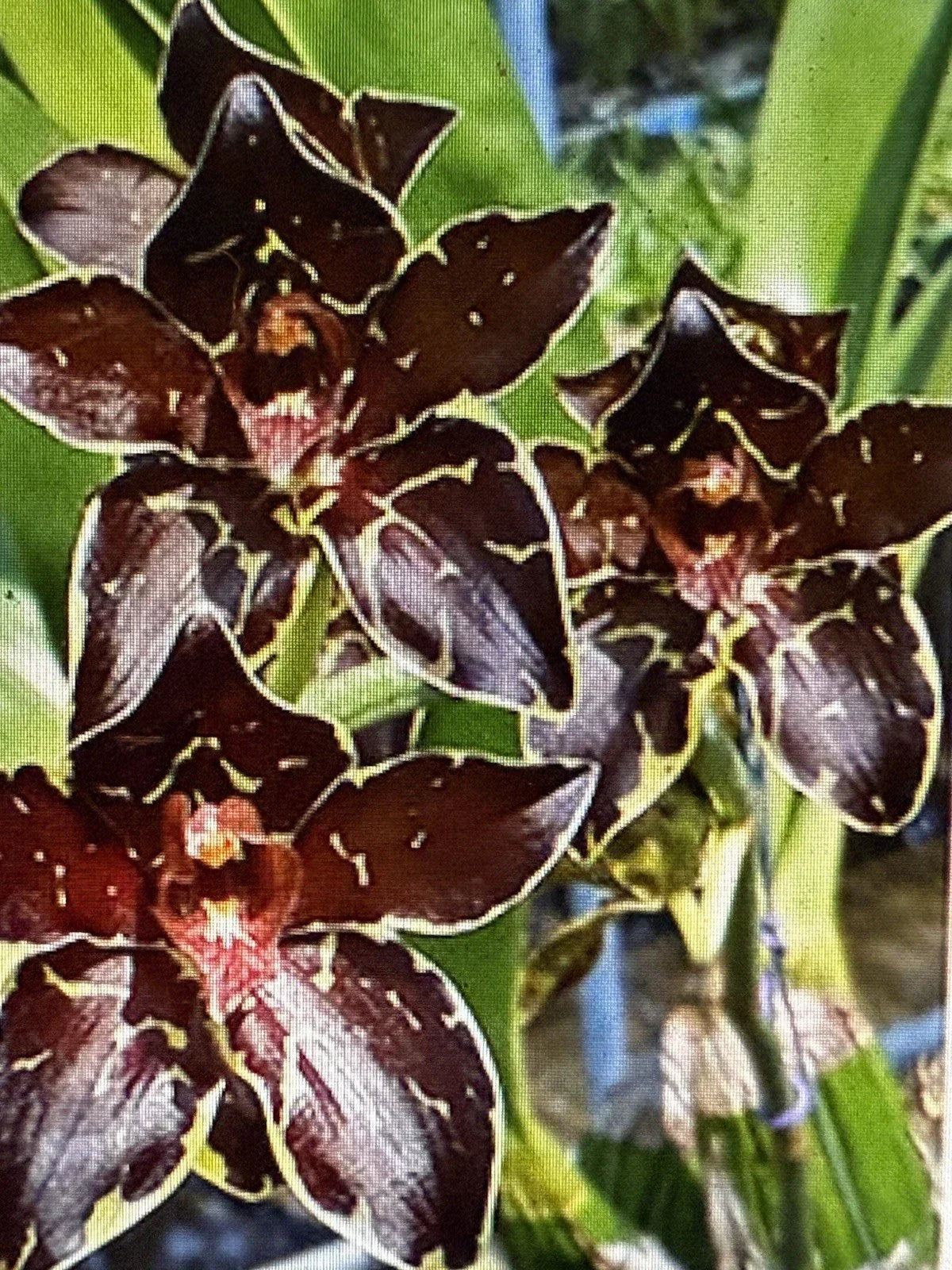 Small Rooted Orchid Bulb - Bare Root Phalaenopsis Orchid - Orchidaceae - Ideal for Indoor/Outdoor Cultivation