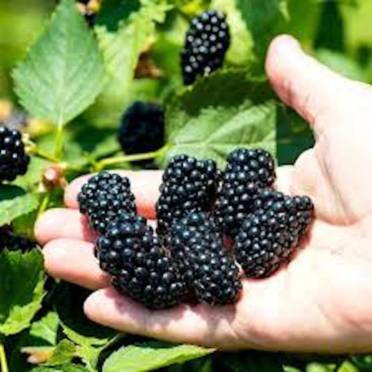Bare Root Blackberry Plant - 10 Pack - Prime-Ark Freedom Edible Fruit - Rubus fruticosus - High Yield, Easy Care