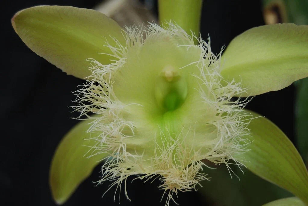 Live Orchid Plant Bare Root Division Rhyncholaelia Digbyana Lime Green - Fragrant Orchid for Indoor/Outdoor Garden Care