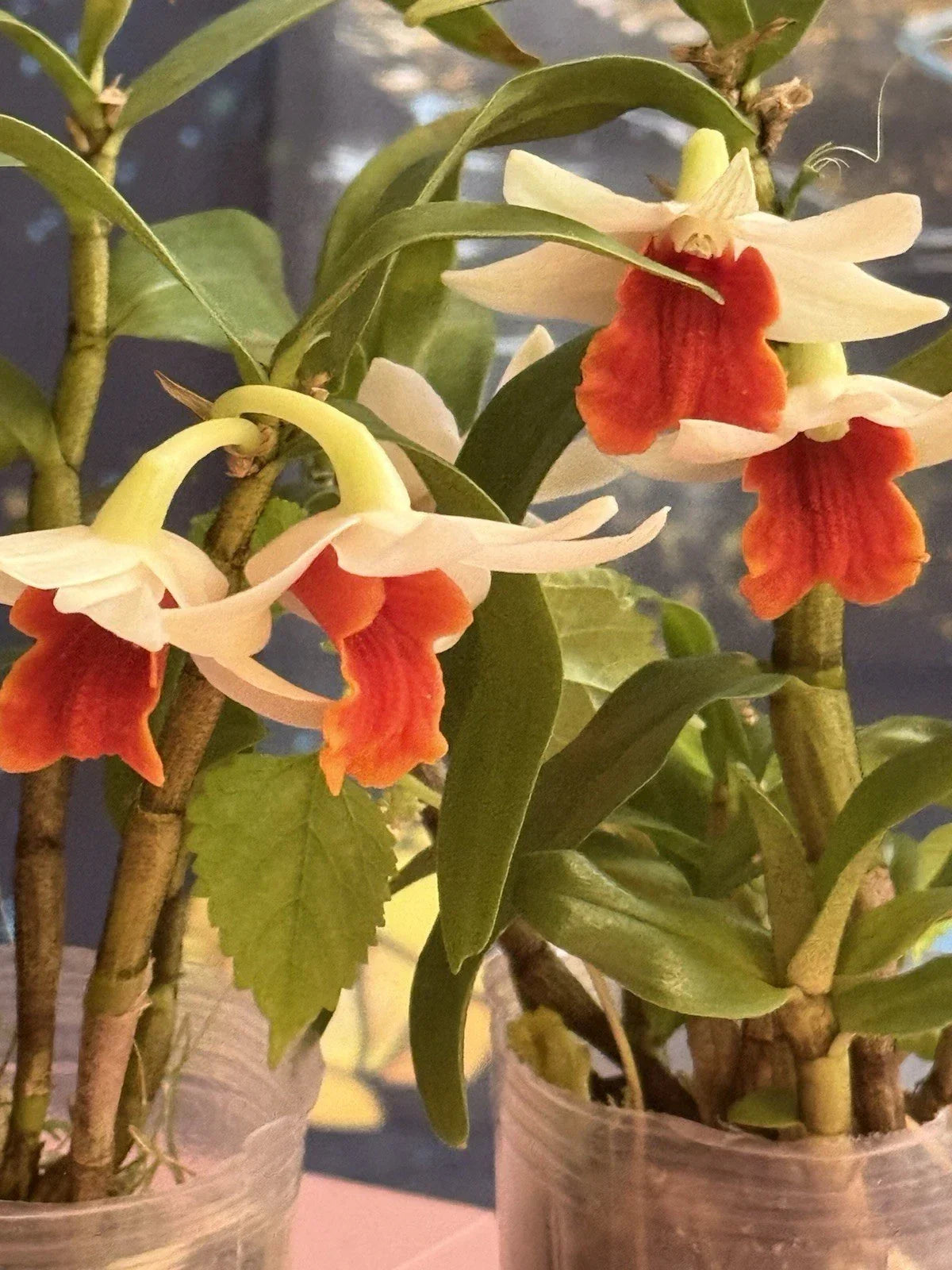 Orchid Plant 4-Inch Rooted Short Stem Frosty Dawn Dendrobium Hybrid - Elegant White and Purple Blooms for Home Decor