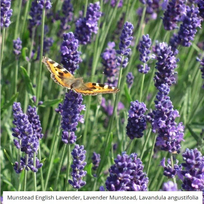 Lavender Seeds - 200 Non-GMO Munstead Seeds - Lavandula angustifolia - Perennial Medicinal Garden Plant